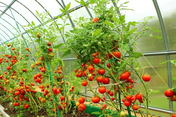 Ripe red tomato fruits on a tomato plant growing in a greenhouse. 