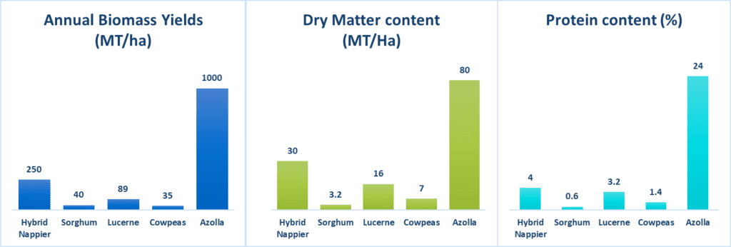 Comparison of biomass and protein content of Azolla with other fodder crops