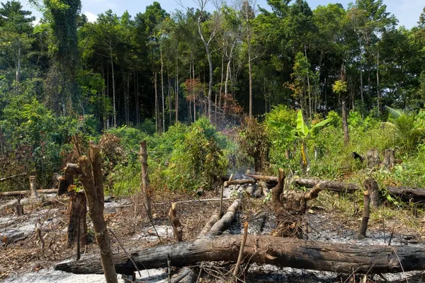 Tree cutiting or deforestation