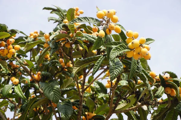 loquat-fruit-tree