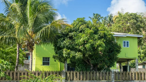 Mango tree infront of a house and palm tree