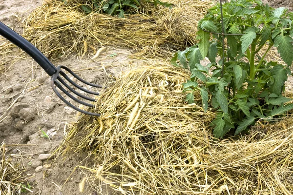 Hay fork covering the ground around tomato plants with straw mulch