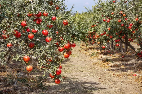 pomegranate-fruits