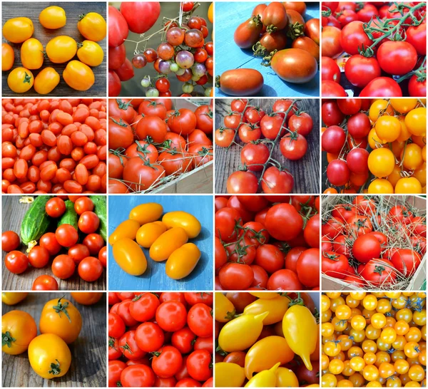 Collage of big and small red and yellow tomatoes of different kinds