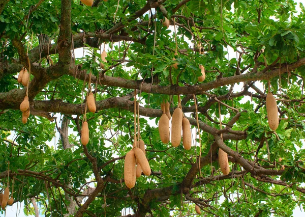 Sausage tree fruit, (Kigelia africana)