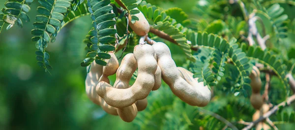 tamarind fruit