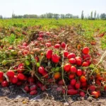open field tomato farming