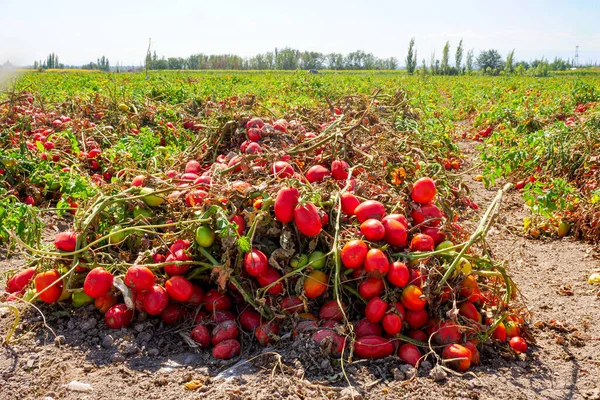 Ripe tomato fruits in a farm field