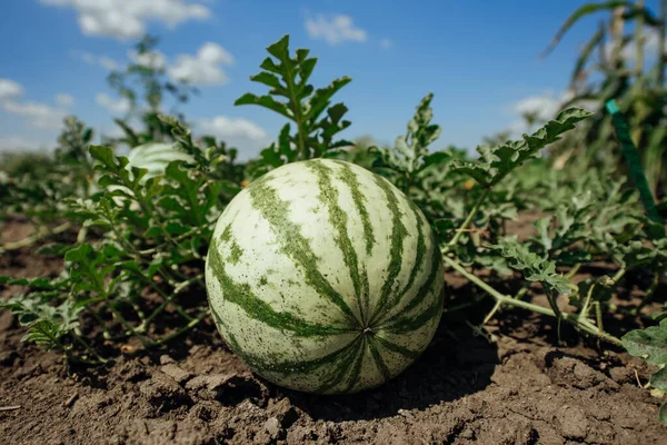 Watermelon.Watermelon farm.Green watermelon growing.Green ripe watermelon