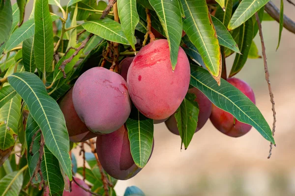 Which is the best mango variety to grow in Kenya?