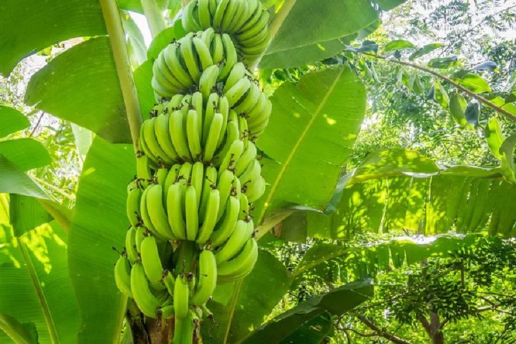 Which are the best banana varieties in Kenya?