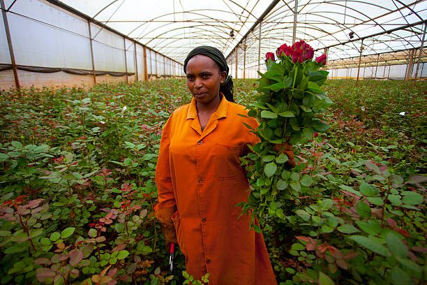 Worker shows a bouquet of roses in a greenhouse.
