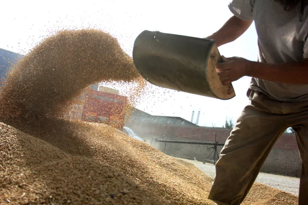 worker spreading homemade animal feed