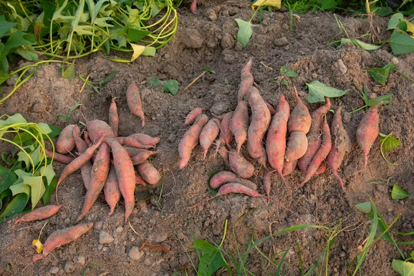 Is Sweet Potato Farming in Kenya Really Profitable?