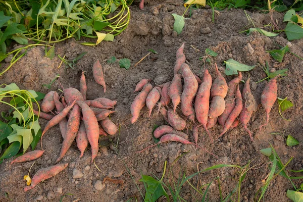 Harvested sweet potato on the ground.