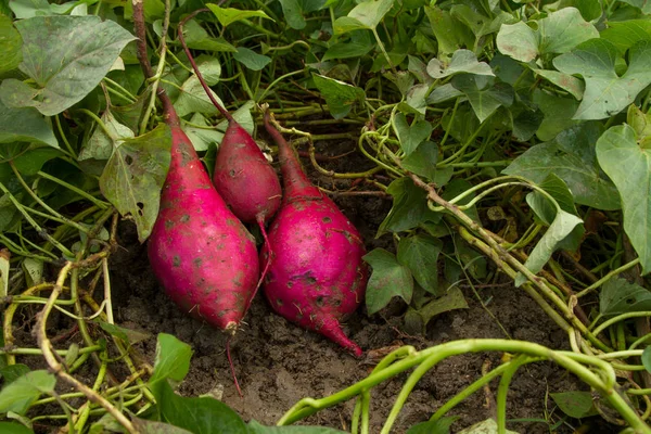 sweet potato vines and red skinnned tubers.