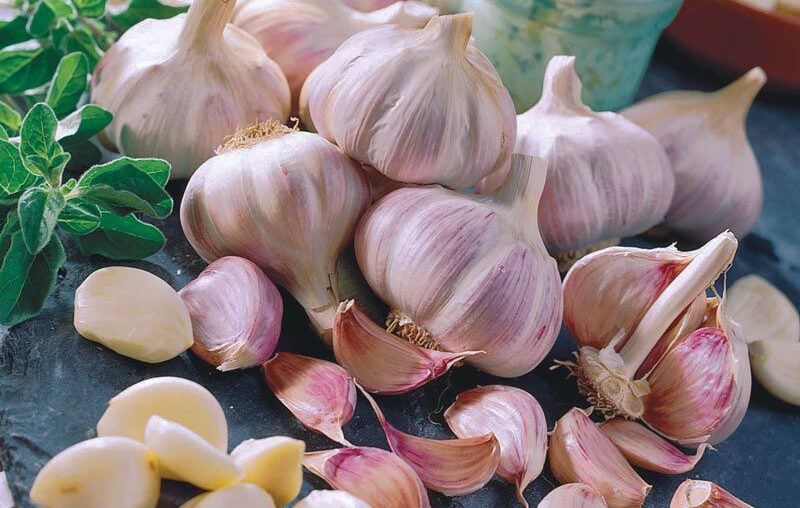 How Profitable is Garlic Farming in Kenya?