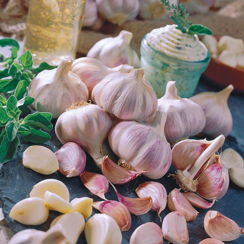 Roja Garlic Variety