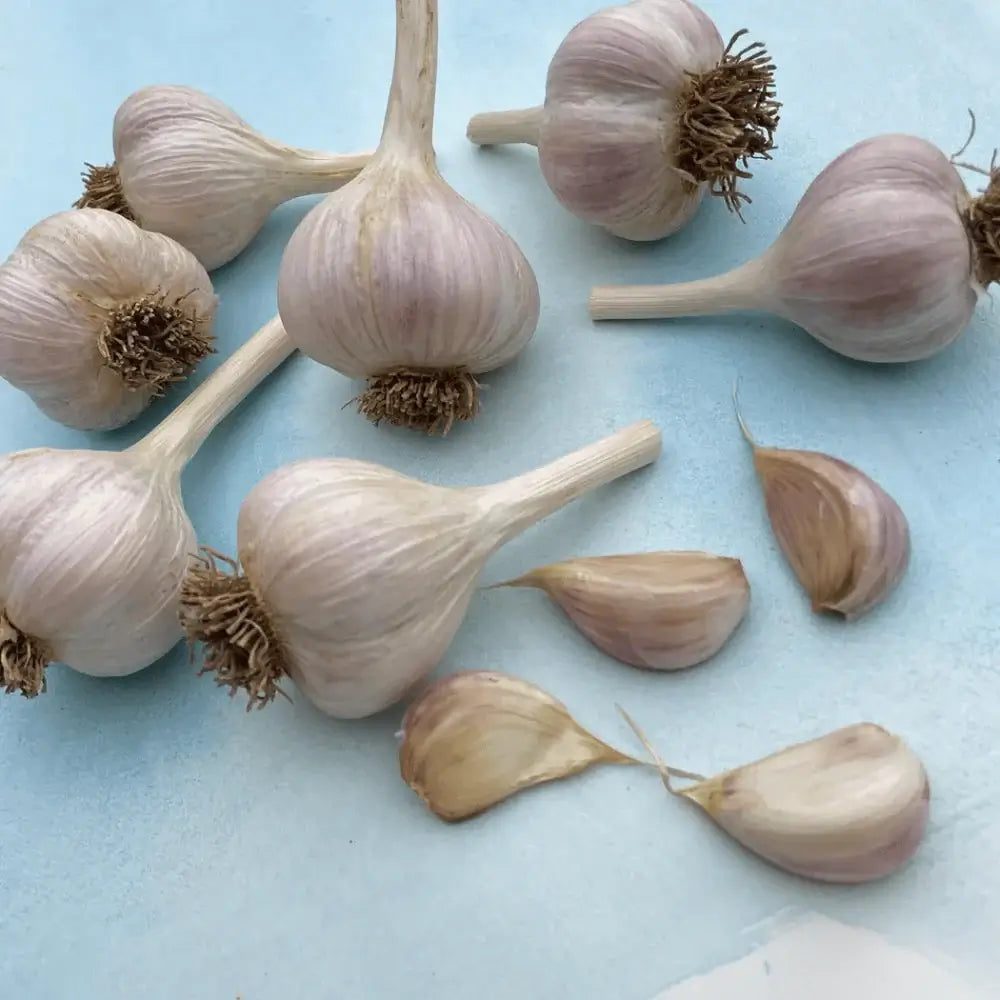 German Extra hearty garlic