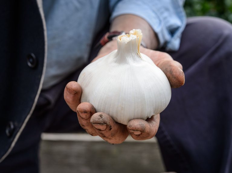 Africa Giant Garlic