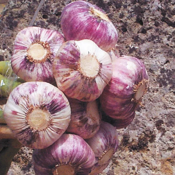 Germidour garlic variety