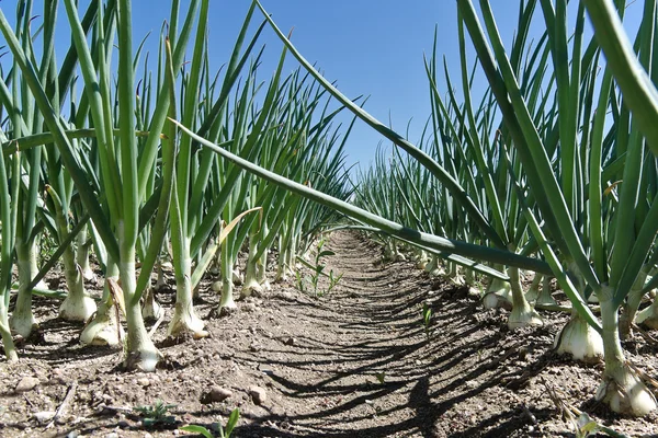 onion crops in the field