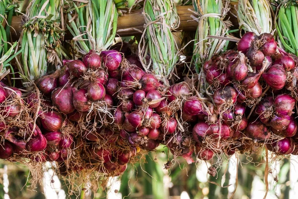 drying red onion after harvesting in bunches