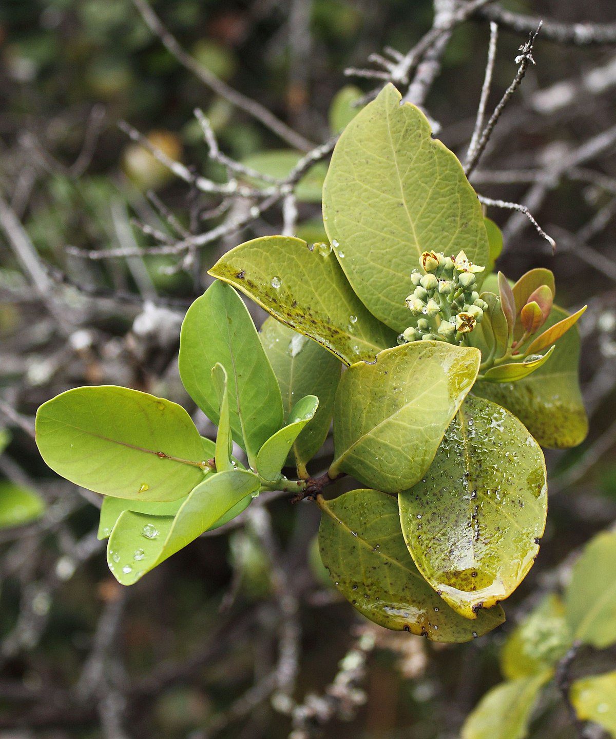 Sandalwood tree_Kenya