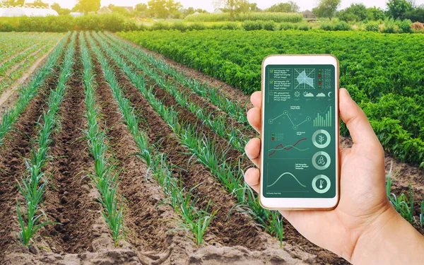 The farmer holds a phone and receives information parameters and big data from agricultural field. Advanced technologies in agriculture. Agroindustry and agribusiness. Hi-tech. European organic farming.