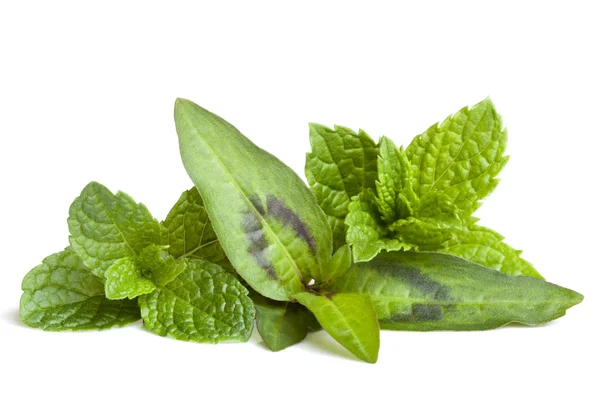 Which are the best Mint Varieties in Kenya?