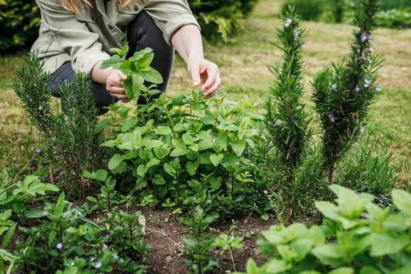 Woman picking lemon balm leaves from organic herb garden. Green herbal plant