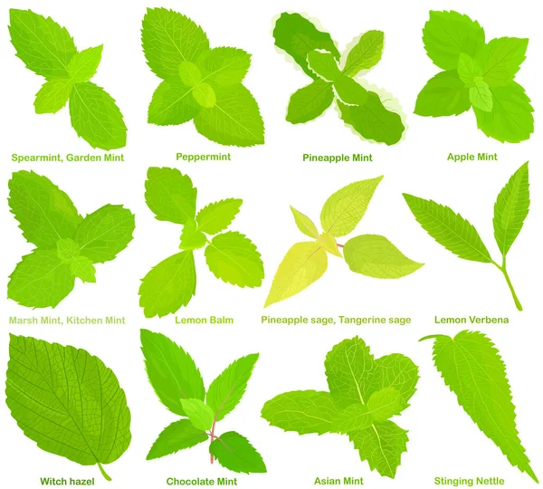 Which are the best Mint Varieties in Kenya?