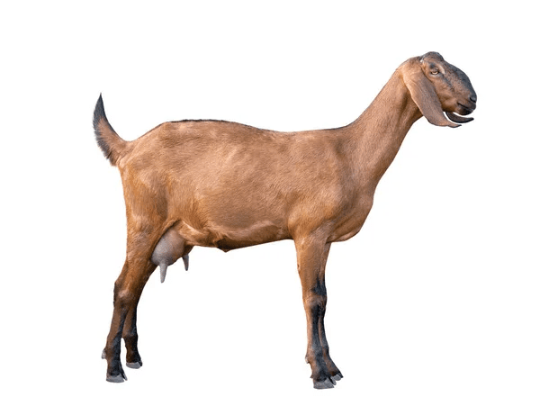 Anglo-Nubian Goat female Isolated on white background