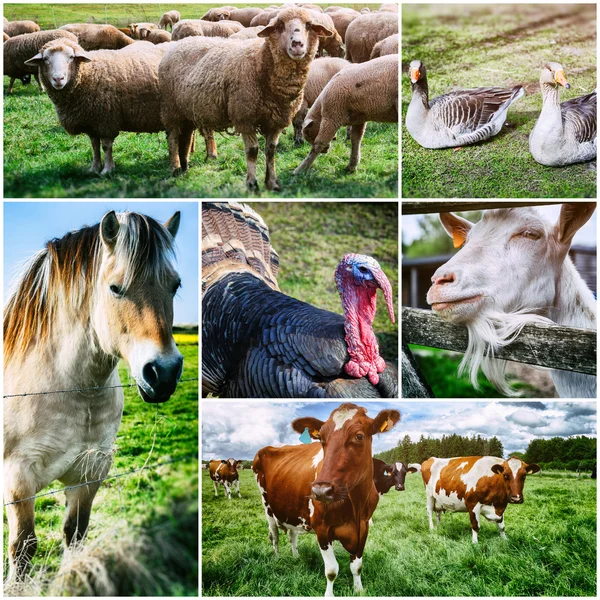 How to buy High Quality Livestock Animals the Right way