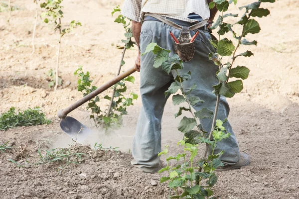 The farmer who hoeing hazelnuts in a coultivate field