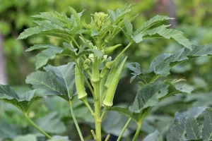 okra plant