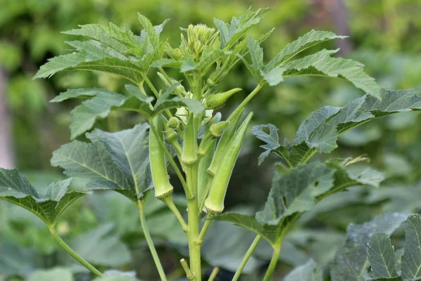 Green okra planr with young okra fruits