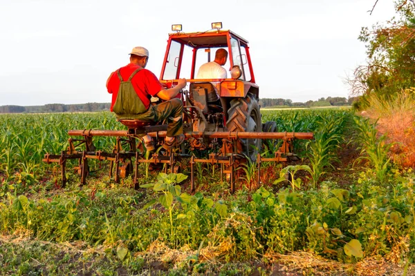 Farmers with tractor are cultivating field with young corn by dragging plow machine among rows.