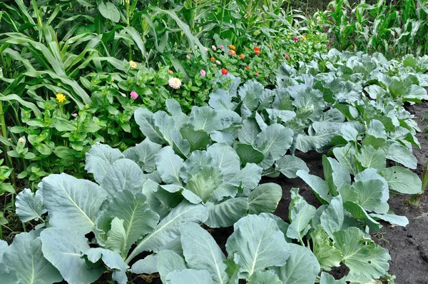 Vegetable garden with many edible plants - salad leaves like lettuce, beet greens, spinach and broad beans are growing in the healthy dark soil.