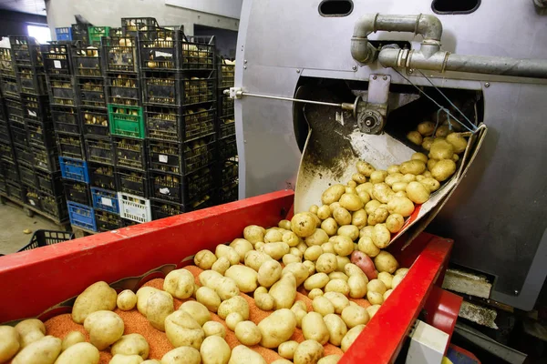Cleaned potatoes on a conveyor belt, prepared for packing. Agribusiness, food industry technology