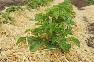 mulched potato field showing zero tillage or conservation agriculture concept