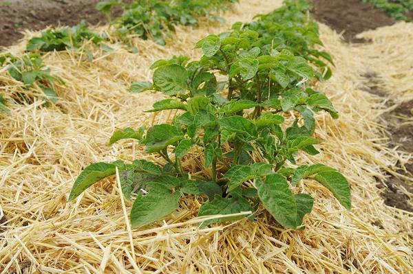 muched potato field