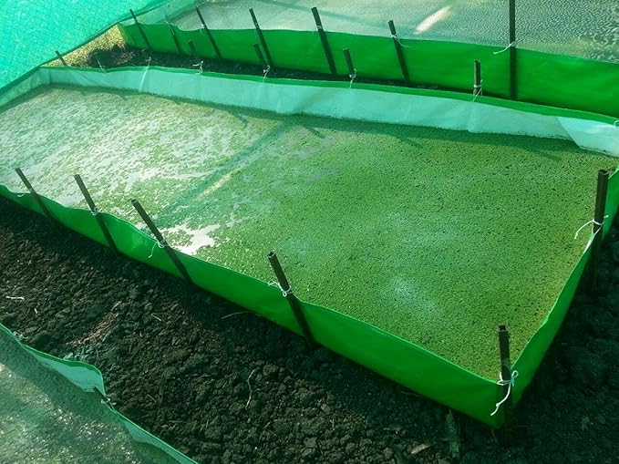 Where to Buy High Quality Azolla in Kenya