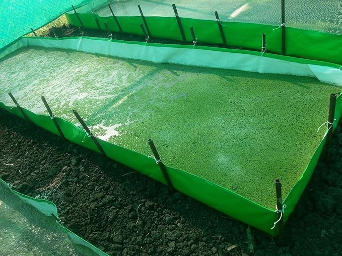 An azolla farming pons made of polyethylene (HDPE) or plastic liners