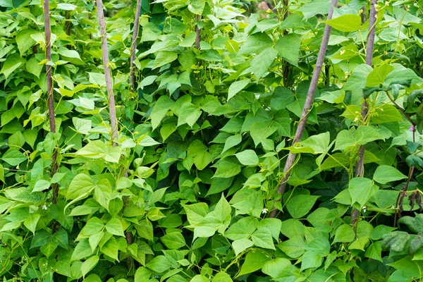 Some pole or climbing bean plants in sunny ambiance