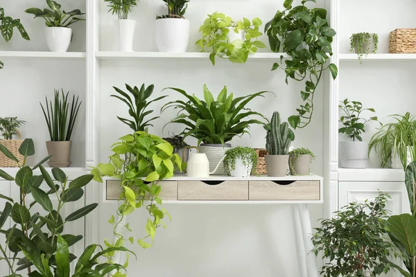 Many green potted houseplants on table indoors