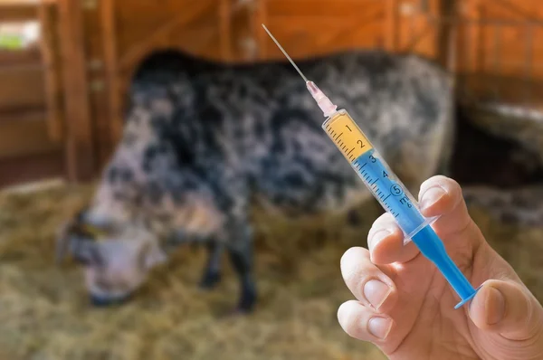 What you Need to Know about Kenya’s Livestock Vaccination Program