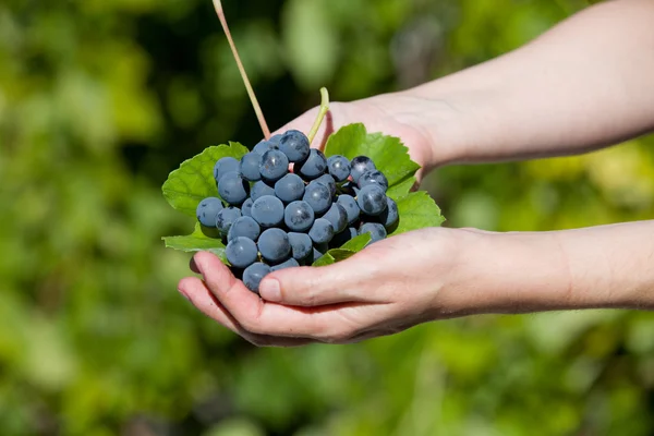 Hands holding fresh bunch of grapes in the vineyard